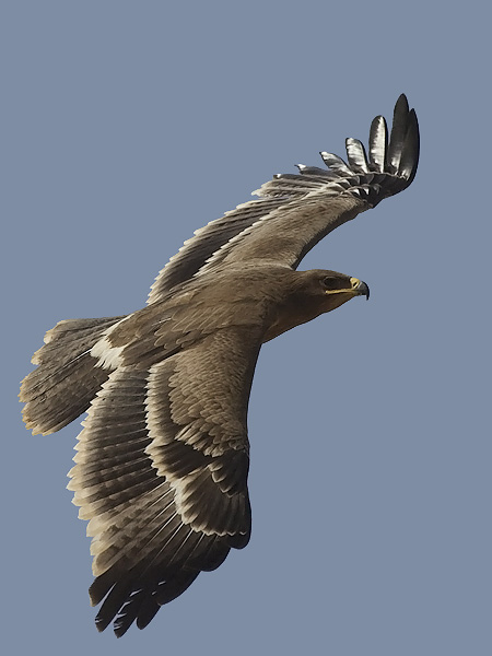 Arokotka, Steppe Eagle, Aquila nipalensis